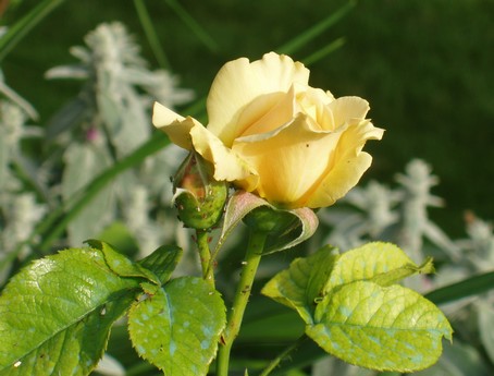 Rose jaune à Andlau, en alsace